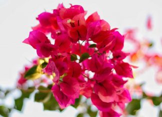 Bougainvillea: ingrijire, reproducere si 7 proprietati medicinale