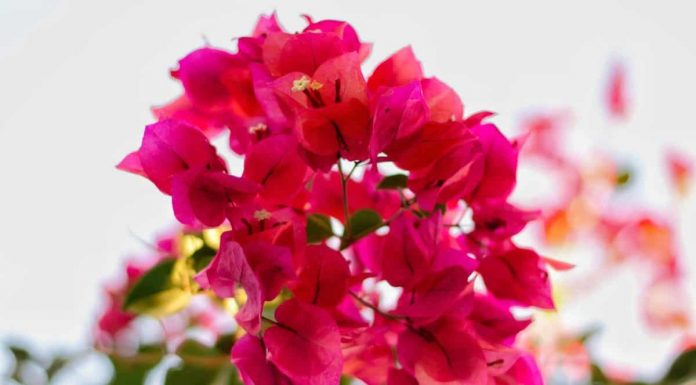 Bougainvillea: ingrijire, reproducere si 7 proprietati medicinale