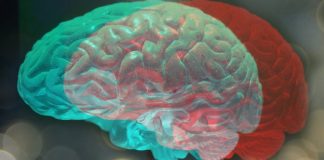 Cele 3 diferente dintre neuropsihologie si psihobiologie