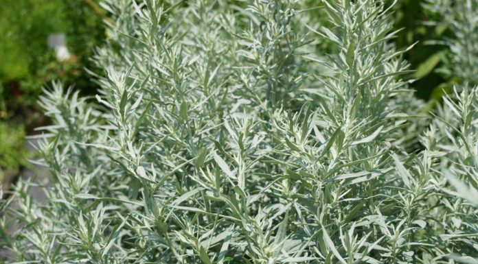 Pelinul, o planta cu multe proprietati medicinale