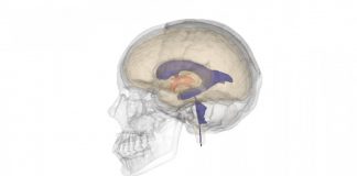 Ventriculii cerebrali: caracteristici si functii