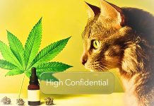 High Confidential :În mintea pisicii tale