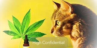 High Confidential :În mintea pisicii tale