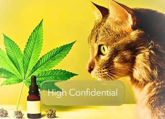 High Confidential :În mintea pisicii tale