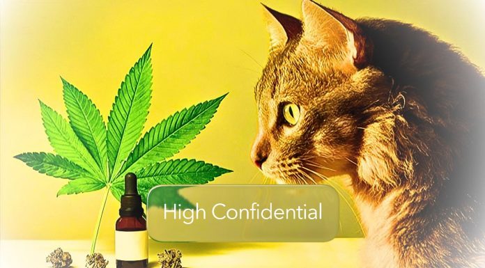 High Confidential :În mintea pisicii tale